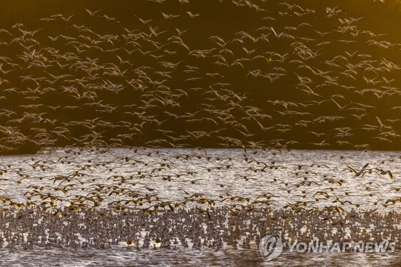 흰기러기떼와 미국 조류독감 epa10459062 A flock of snow geese takes off from the Middle Creek Wildlife Management Area near Kleinfeltersville, Pennsylvania, USA, 10 February 2023. A new strain of the virulent H5N1 bird flu virus is spreading through snow geese flocks in the US. Though the new variant of avian in