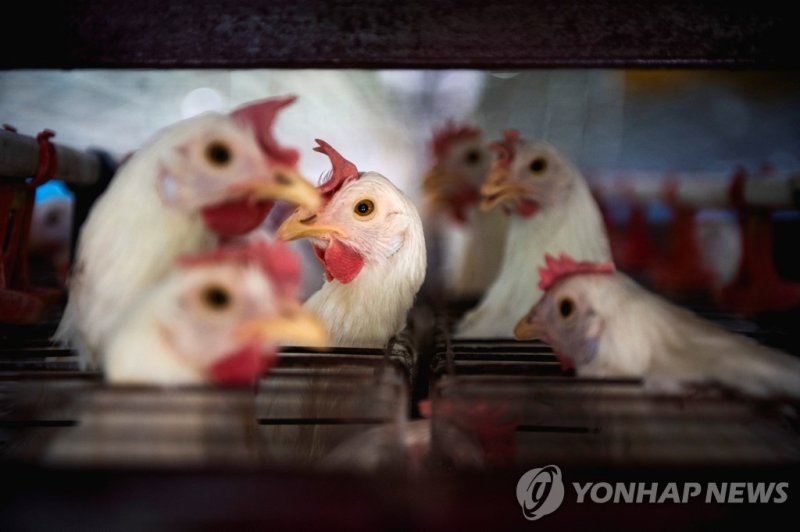 조류독감과 닭 Chickens sit in cages at a farm, as Argentina's government adopts new measures to prevent the spread of bird flu and limit potential damage to exports as cases rise in the region, in Buenos Aires, Argentina February 22, 2023. REUTERS/Mariana Nedelcu