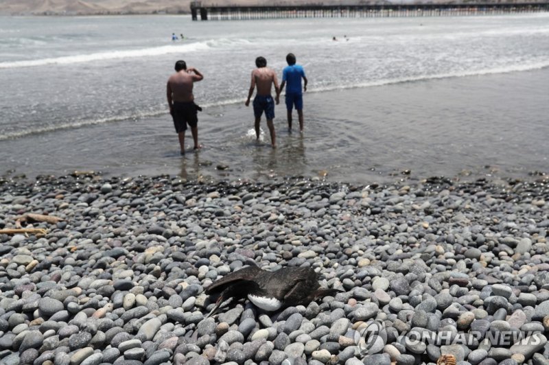 페루 조류독감 A dead bird is seen on the Cerro Azul beach, amidst rising cases of bird flu infections, south of the city of Lima, in Peru, February 22, 2023. REUTERS/Sebastian Castaneda