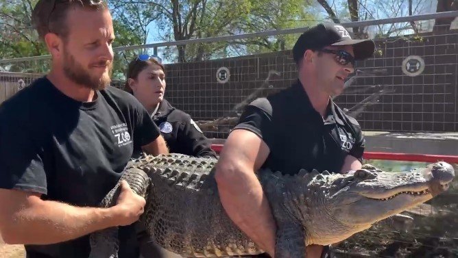 동물원 우리 안으로 이송되고 있는 악어. (페이스북)