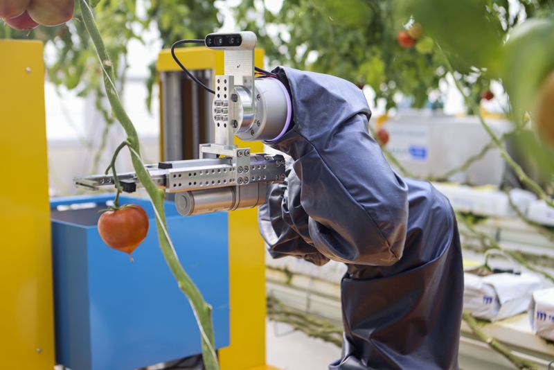 기계연구원 최태용 박사팀이 개발한 원예작물 수확 로봇이 토마토를 따고 있다. 기계연구원 제공