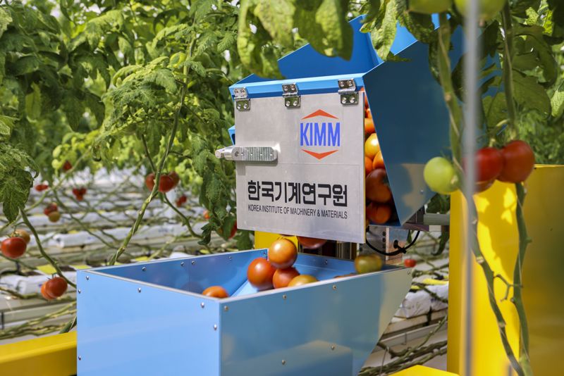 기계연구원 최태용 박사팀이 개발한 원예작물 수확 로봇이 딴 토마토를 이송 로봇에게 전달하고 있다. 기계연구원 제공