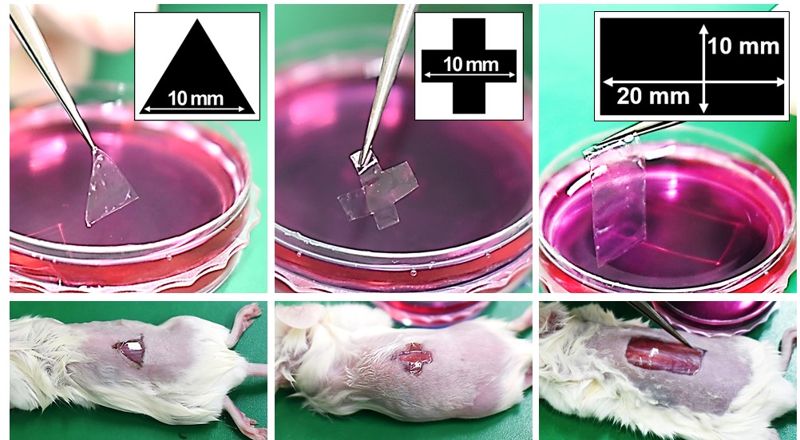 포항공과대학교(POSTECH) 신소재공학과 정성준 교수팀이 반창고 대신 상처에 붙여 치료할 수 있는 세포 스티커를 개발해 실험쥐의 다양한 모양의 상처에 붙여 실험했다. POSTECH 제공