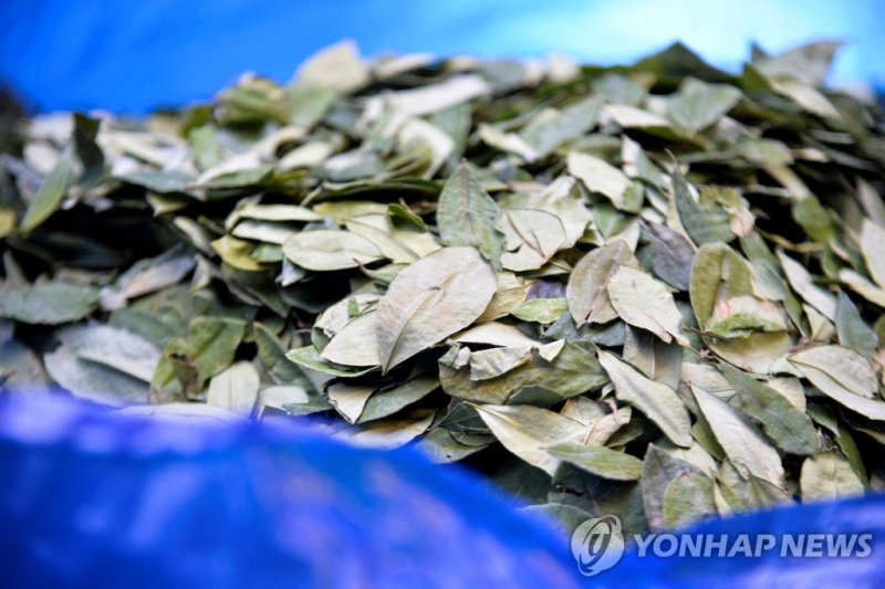 볼리비아 시장에서 팔리는 코카잎 FILE PHOTO: Coca leaves that for sale are pictured at a market during the reopening of the coca market of the Departmental Association of Coca Producers (ADEPCOCA) after the organisation's building was partially burned down following months of protests against the market, in La Paz