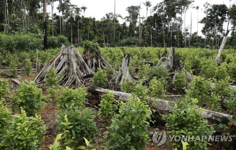 콜롬비아 코카잎 재배 농가 epa10174588 A coca crop in the middle of a deforested area, in El Retorno, department of Guaviare, Colombia, on 20 August 2022 (issued 09 September 2022). When he was 9 years old, Felipe Henao's father gave him a hectare of land in the Colombian department of Guaviare and his first co