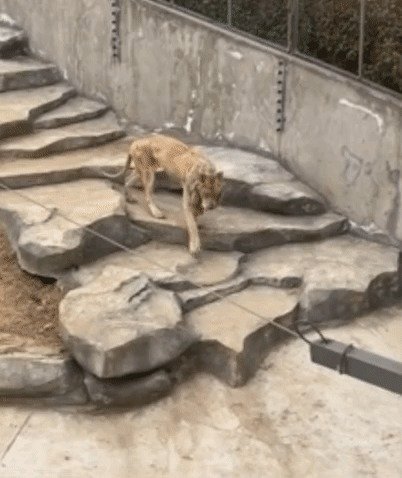 앙상하게 마른 알라가 힘겹게 계단을 내려오고 있다. (더우인)