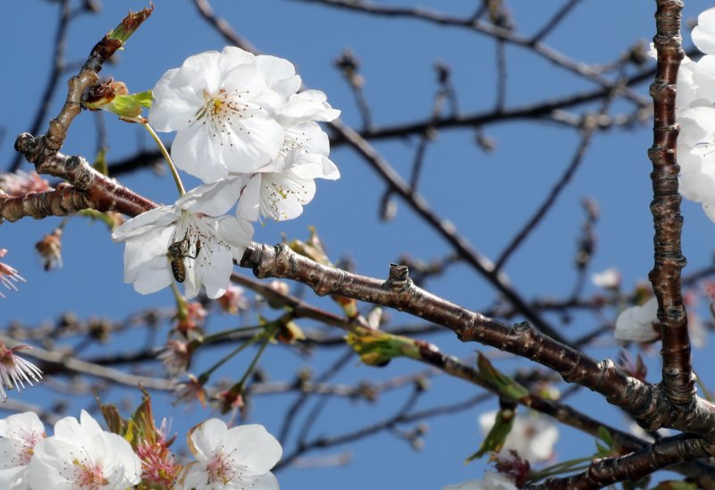 18일 오후 제주시 도두동 도두봉 인근에 벚꽃이 활짝 피어있다. 2023.3.18/뉴스1 ⓒ News1 고동명 기자