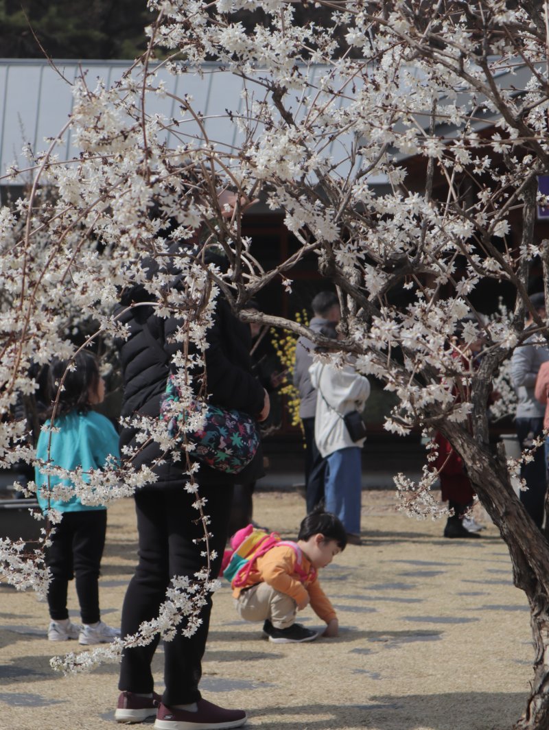 18일 오후 충북 청주 미동산수목원 내 새하얗게 물든 미선나무 아래에서 한 아이가 봄 기운을 느끼고 있다. 2023.03.18. ⓒ 뉴스1 박건영 기자