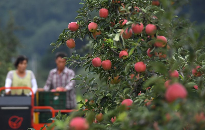 경남 거창군 고제면의 희경농원에서 빨갛게 익은 홍로사과를 수확하고 있다. (거창군 제공)2022.8.23/뉴스1