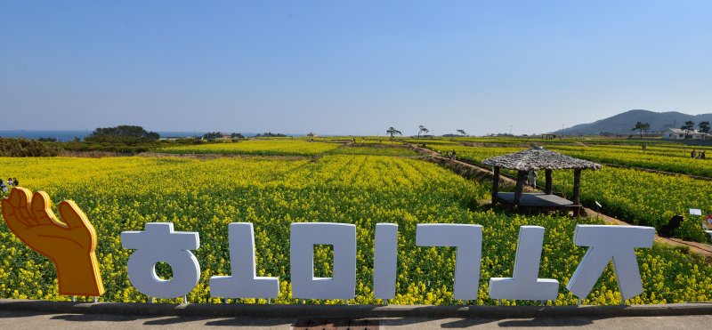 19일 오후 경북 포항시 남구 호미곶면 새천년광장 유채꽃 밭이 노란색으로 물들어 있다. 2023.3.19/뉴스1 ⓒ News1 최창호 기자