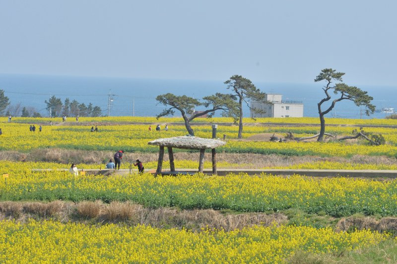 19일 오후 경북 포항시 남구 호미곶면 새천년광장 유채꽃 밭이 노란색으로 물들고 있다.2023.3.19/뉴스1 ⓒ News1 최창호 기자