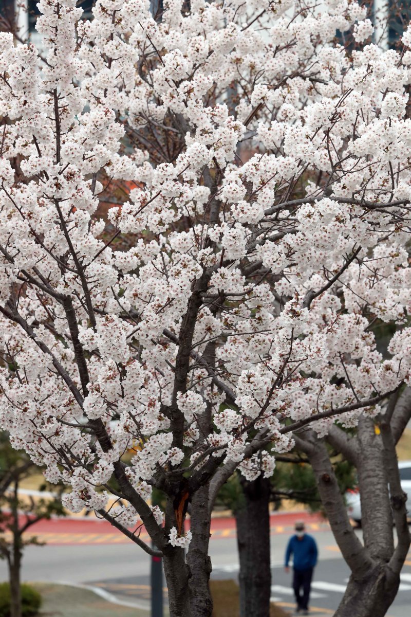 [부산=뉴시스] 하경민 기자 = 포근한 봄 날씨를 보인 18일 오전 부산 남구의 한 도로변에 벚꽃이 활짝 펴 눈길을 사로잡고 있다. 2023.03.18. yulnetphoto@newsis.com