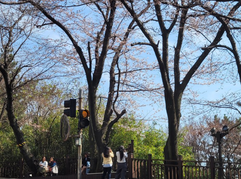 부산시 해운대구 달맞이길에서 시민들이 벚꽃 사진을 찍고 있다. 2023.3.19/뉴스1 ⓒ News1 조아서 기자