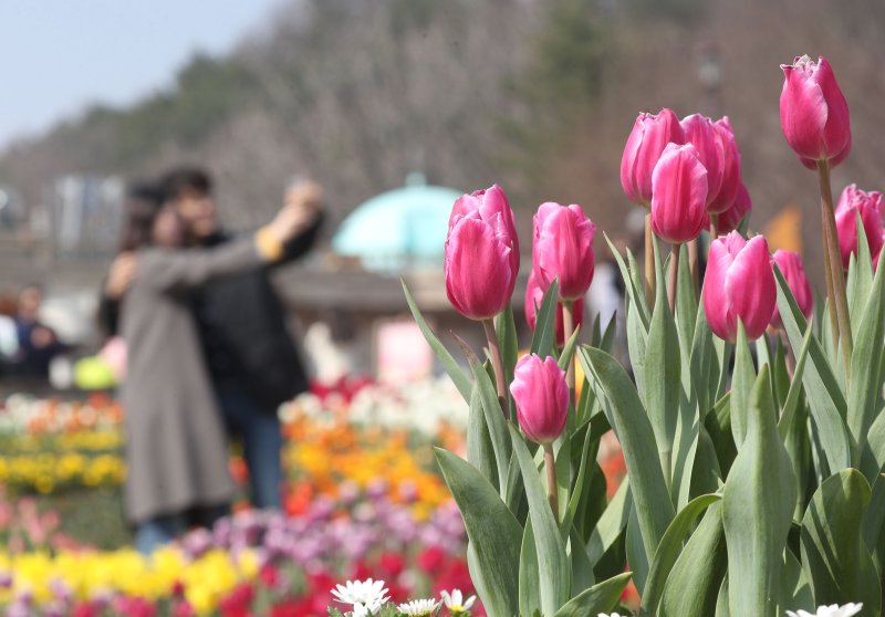 따뜻한 봄날씨에 활짝 핀 튤립. 2023.3.19/뉴스1 ⓒ News1