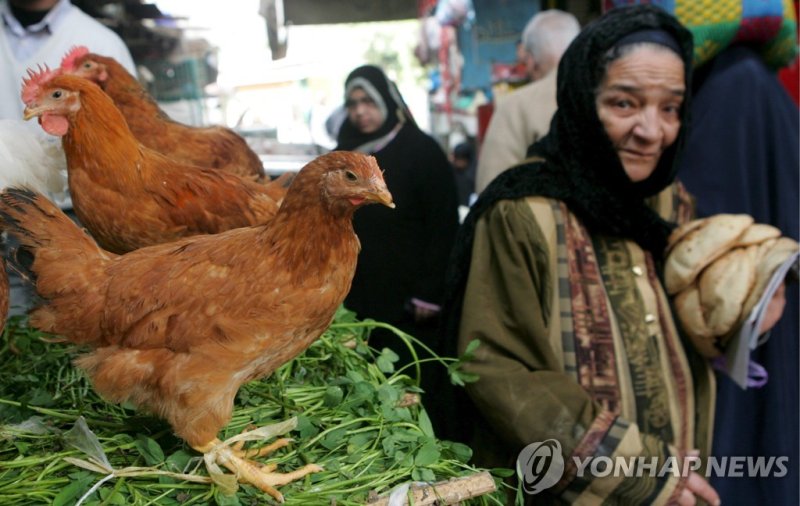한국에선 인기 야식인데?... 이집트 정부, 국민들에 '닭발' 권했더니