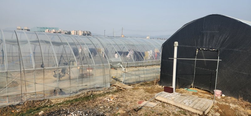 이주노동자들이 숙소로 사용하고 있는 경기 포천의 농장지대에 설치된 비닐하우스. 옆동에는 노동자들의 빨래가 널려 있다. 사진=노진균 기자