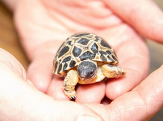 [휴스턴=뉴시스] 휴스턴 동물원 관계자들은 세 새끼 거북의 이름을 '피클'과 연관된 이름인 '딜', '게르킨', '할라페뇨'라고 지었다 (사진출처: 휴스턴 동물원 보도자료/잭클린 레이나 촬영) 2023.03.16. *재판매 및 DB 금지