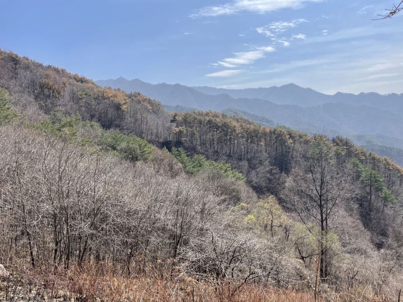 산림청, 경남 하동 산불피해지 산림생태복원 추진