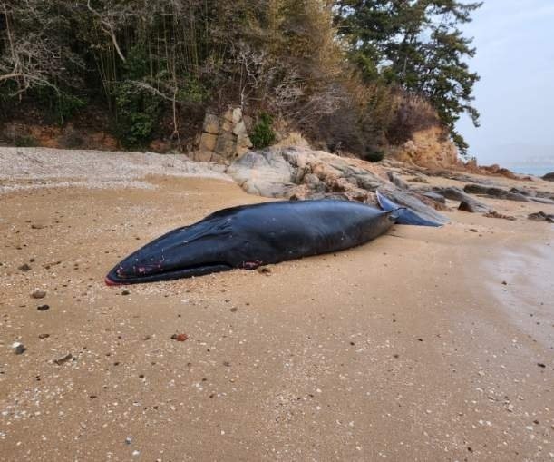 멸종위기 바다 동물인 고래 사체가 전북 부안군 변산반도 하섬 모래사장에서 발견돼 해경이 조사에 나섰다.(부안해경 제공)2023.3.24/뉴스1