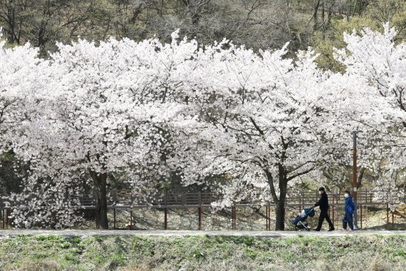 산림청의 '국토녹화 50주년 기념 걷기 좋은 명품숲길' 30선 중 장려에 선정된 비슬산 둘레길.