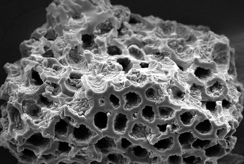 한국과학기술연구원(KIST) 지속가능환경연구단 이지원 박사팀이 만든 열건조 활성탄을 현미경으로 살펴보면 나노미터 크기의 미세한 구멍들이 균일하게 만들어져 유해가스를 더 많이 흡수할 수 있는 구조로 이뤄져 있다. 이지원 박사 제공