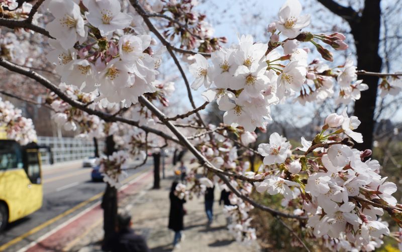 26일 서울 여의도 보행길에 벚꽃이 피어 있다. 서울 벚꽃 관측이 시작된 1922년 이후 두 번째로 빠른 개화다. 영등포구는 다음 달 4일부터 9일까지 서강대교 남단에서 여의2교 입구까지 이어지는 여의도 벚꽃길 1.7㎞와 한강공원 국회 축구장에서 '제17회 영등포 여의도 봄꽃축제'를 개최한다고 밝혔다.사진=김범석 기자