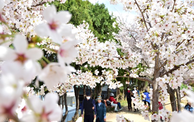 [대구=뉴시스] 이무열 기자 = 26일 오후 대구 동구 금호강변 둔치에서 시민들이 벚꽃길을 산책하고 있다. 2023.03.26. lmy@newsis.com