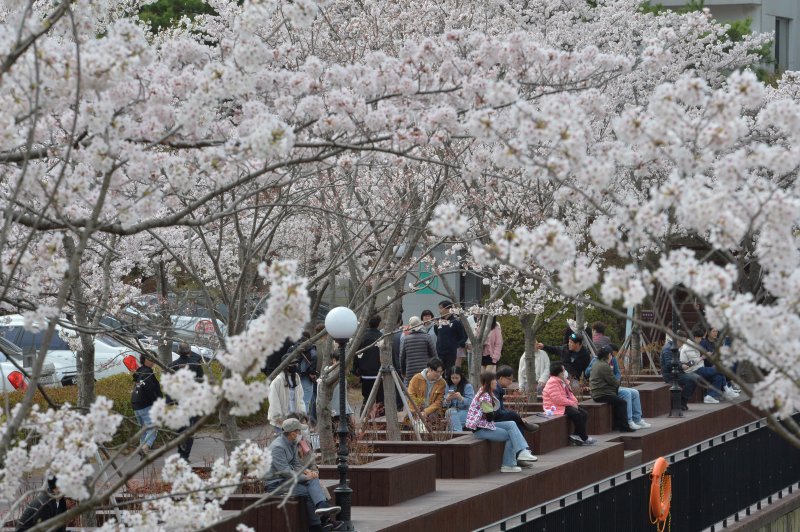 26일 경북 포항시 남구 지곡동 영일대호수 공원을 찾은 시민들이 활짝 핀 벚꽃과 함께 휴일 오후를 보내고 있다.2023.3.26/뉴스1 ⓒ News1 최창호 기자