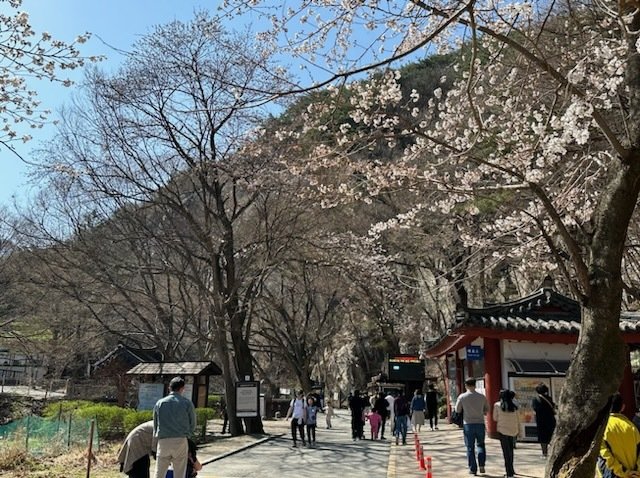 26일 계룡산 국립공원에 벚꽃이 개화를 시작한 가운데 꽃을 보기 위한 상춘객들로 북적였다.2023.3.26 /김태완 기자