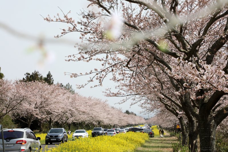 26일 오후 제주 서귀포시 표선면 녹산로에서 상춘객들이 벚꽃과 유채꽃을 구경하고 있다.2023.3.26/뉴스1 ⓒ News1 오미란 기자