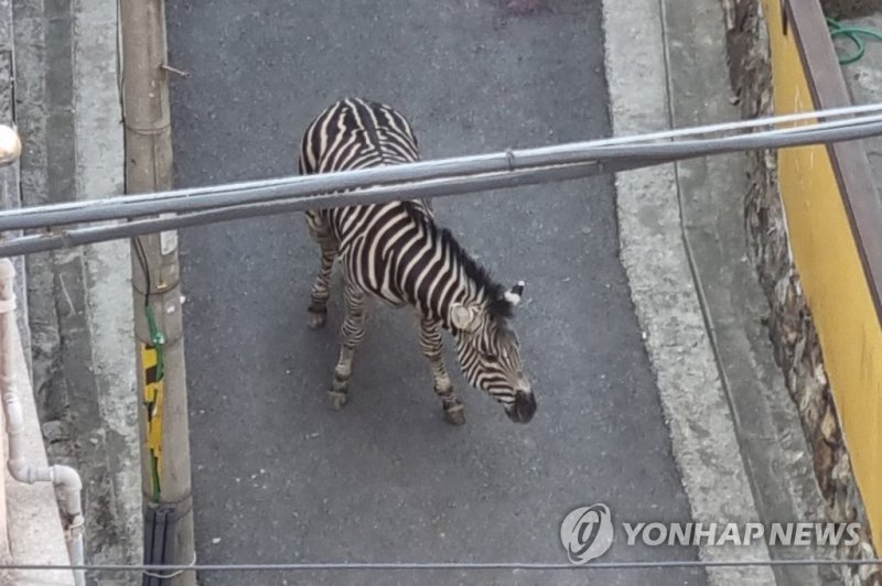 "탈출 소동 얼룩말 있을 곳은 초원"…동물원 환경 비판