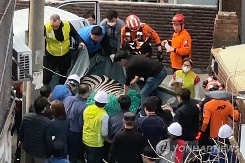 어린이대공원 탈출한 얼룩말 포획 성공 어린이대공원 탈출한 얼룩말 포획 성공 (서울=연합뉴스) 서대연 기자 = 23일 오후 서울 광진구 자양동 주택가에서 소방대원들이 어린이대공원에서 탈출한 얼룩말 포획을 시도하고 있다. 서울어린이대공원 등에 따르면 이 얼룩말은 이날 오후 2시 50분께 공원 내 우리 주변에 설치된 나무 데크를 부수고 탈출한 것으로 전해졌다. 2023.3.23 [독자 김민우 씨 제공. 재판매 및 DB 금지] dwise@yna.co.kr (끝)