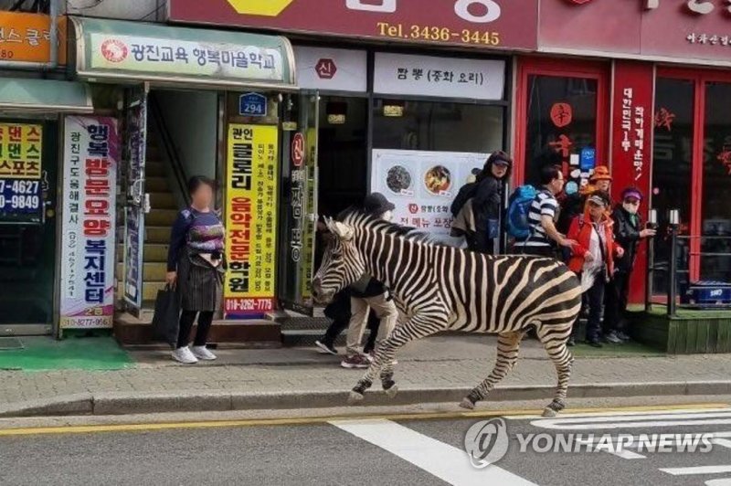 어린이대공원 탈출한 얼룩말 어린이대공원 탈출한 얼룩말 (서울=연합뉴스) 서대연 기자 = 23일 오후 서울 광진구 자양동 인근에서 어린이대공원에서 탈출한 얼룩말이 주택가를 돌아다니고 있다. 서울어린이대공원 등에 따르면 이 얼룩말은 이날 오후 2시 50분께 공원 내 우리 주변에 설치된 나무 데크를 부수고 탈출한 것으로 전해졌다. 2023.3.23 [독자 김민우 씨 제공. 재판매 및 DB 금지] dwise@yna.co.kr (끝)