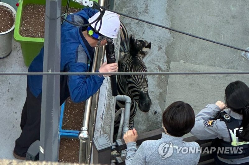 주택가 활보하는 얼룩말 주택가 활보하는 얼룩말 (서울=연합뉴스) 서대연 기자 = 23일 오후 서울 광진구 자양동 주택가에서 경찰·소방과 어린이대공원 관계자들이 탈출한 얼룩말 포획을 시도하고 있다. 2023.3.23 [독자 김민우 씨 제공. 재판매 및 DB 금지] dwise@yna.co.kr (끝)
