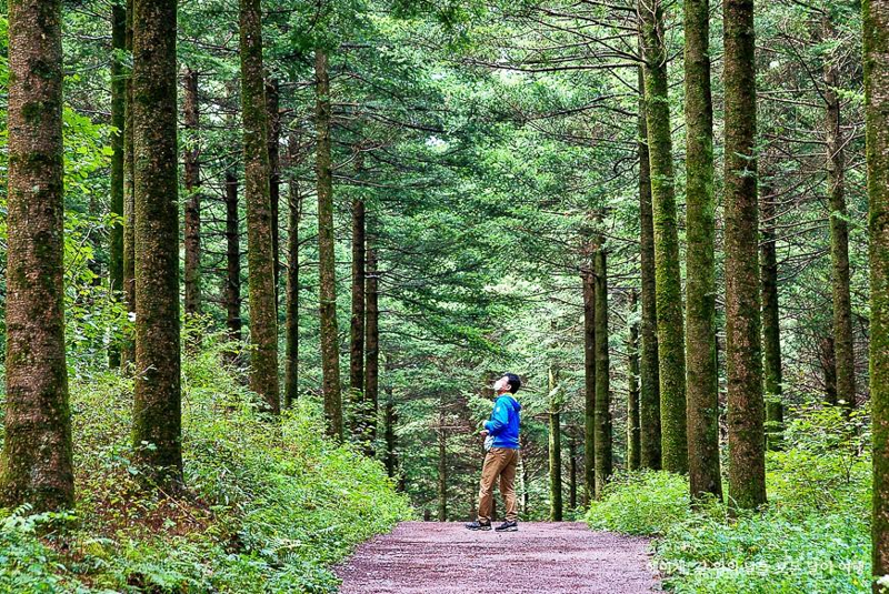 산림청 주관 걷기 좋은 명품숲길로 선정된 평창 국민의 숲 트레킹길 . 강원도 제공.
