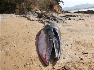 전라북도 부안군 변산면 하섬 해변에 떠밀려 온 상태로 발견된 '보리고래' 국립수산과학원 제공