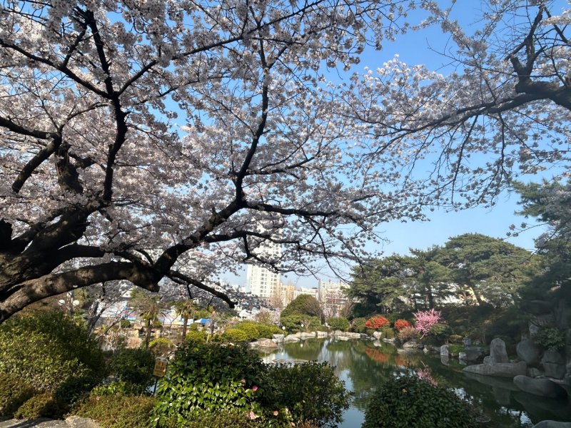 [창원=뉴시스] 강경국 기자 = 경남 창원시 마산합포구의 벚꽃 명소인 경남대 월영지 연못에 29일 벚꽃이 만개해 캠퍼스를 분홍빛으로 물들이고 있다. (사진=창원시청 제공). 2023.03.29. photo@newsis.com *재판매 및 DB 금지