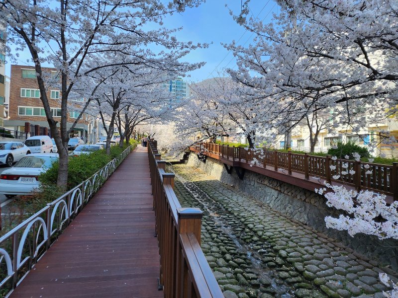 [창원=뉴시스] 강경국 기자 = 경남 창원시 마산합포구의 벚꽃 명소인 문화동 연애다리 주변에 29일 벚꽃이 만개한 모습을 드러내고 있다. (사진=창원시청 제공). 2023.03.29. photo@newsis.com *재판매 및 DB 금지