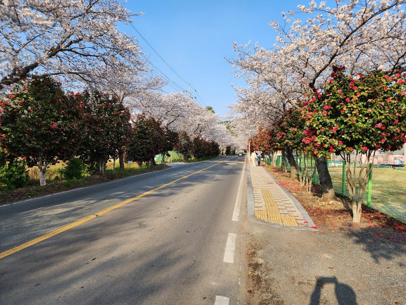 [창원=뉴시스] 강경국 기자 = 경남 창원시 마산합포구의 벚꽃 명소인 현동 덕동마을 동백벚꽃길에 29일 벚꽃이 만개해 있다. (사진=창원시청 제공). 2023.03.29. photo@newsis.com *재판매 및 DB 금지