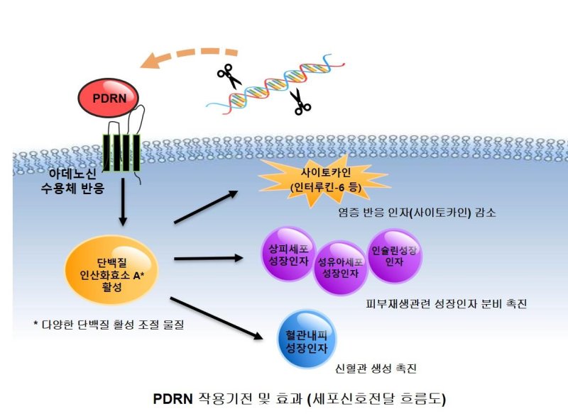 PDRN 작용기전 및 효과