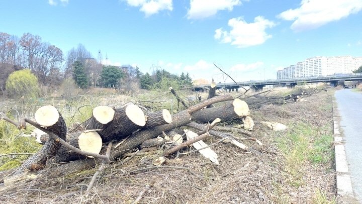 벌목된 전주천변 버드나무 모습./뉴스1
