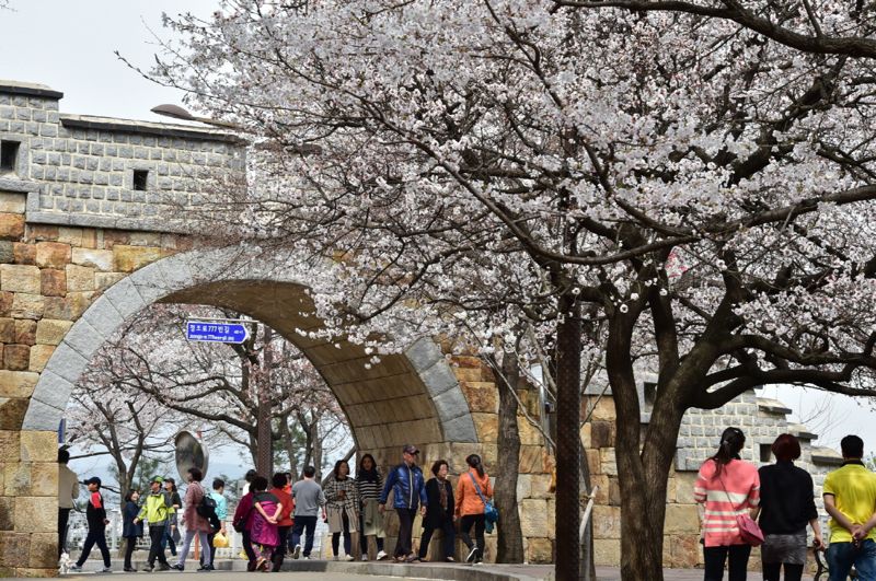 수원화성 성벽과 어우러진 벚꽃을 볼 수 있는 팔달산 /사진=수원시