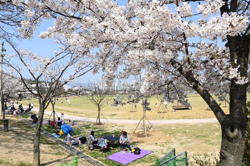 서호 인근 잔디밭에서 시민들이 벚꽃과 함께 소풍을 즐기고 있다 /사진=수원시