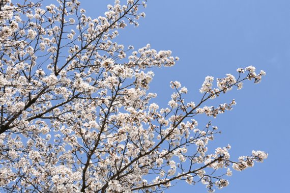 완연한 봄을 알리는 벚꽃이 만개한 모 /사진=수원시