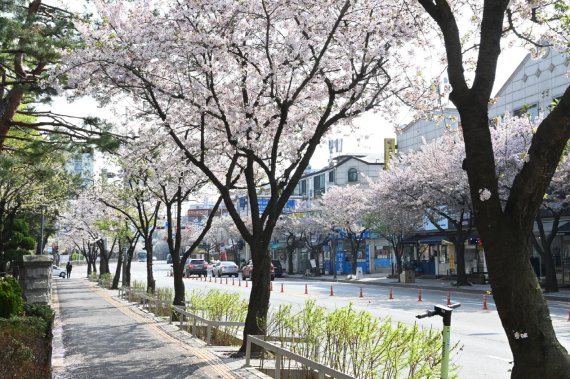 북수원 대표 벚꽃 명소, 만석공원...수원의 봄꽃 명소 10選