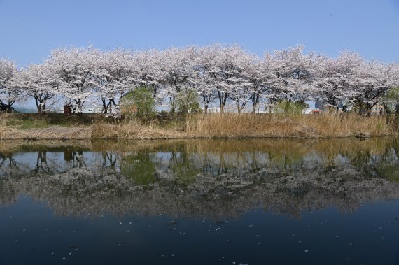 북수원 대표 벚꽃 명소, 만석공원...수원의 봄꽃 명소 10選