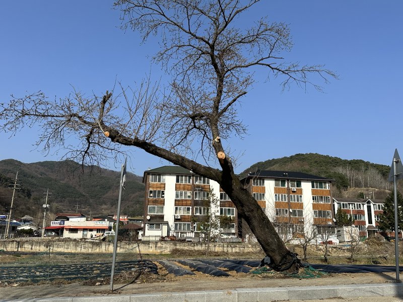 30일 충북 충주시 수안보 벚나무가 수령이 다해 조속한 대책을 마련하지 않으면 10년 안에 모두 사라질 수 있다는 경고가 나왔다.2023.3.30/뉴스1