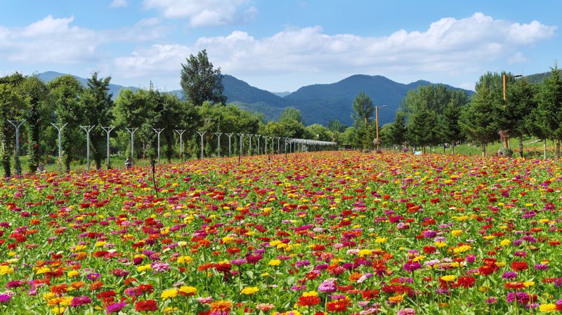 가평 자라섬 남도에 식재된 꽃 정원. 사진=가평군
