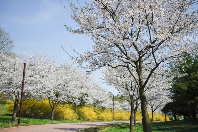 드림파크 야생화공원이 4월 4일부터 11월 30일까지 개방된다. 사진은 드림파크 야생화공원의 벚꽃 전경.