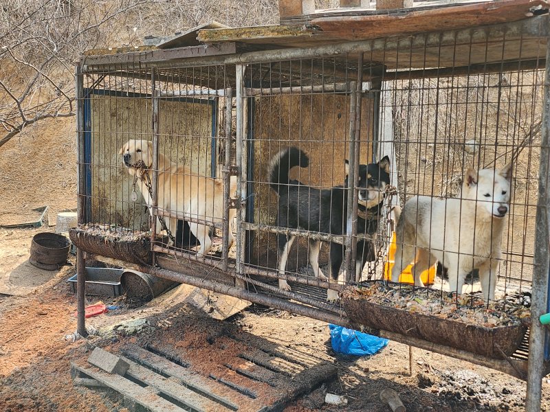 광주 광산구의 한 개농장에 갇혀 있는 개들. 사진은 기사 본문과 무관함. /사진=뉴스1